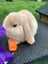 Adorable baby mini lop bunnies Carousel 3