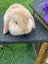 Adorable baby mini lop bunnies Carousel 1