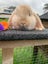 Adorable baby mini lop bunnies Carousel 4