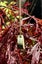 New Zealand Pounamu Breath Pendant Carousel 5