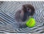 Cute purebred pedigree baby mini lop bunny rabbit Carousel 4