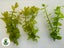 Lemon Bacopa Aquarium Plant - Bacopa Caroliniana Carousel 1