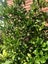 ~ 10 pcs Fresh Kaffir Lime leaves (Daun Limau Purut) Carousel 1