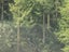 Sivilculture/ Pine/Manuka/Native Carousel 1
