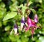 Kotukutuku (Native Fuchsia) x 1 Carousel 1
