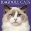 Ragdoll Cats 2026 Wall Calendar by Willow Creek Press - Carousel 1