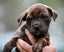 Maia - 8 weeks old, friendly and gentle Rottweiler x rescue Carousel 7