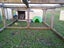 Mini Lop rabbit and cage Carousel 2