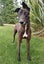 STUNNING SAM - RISING 4 YEAR OLD RETIRED GREYHOUND BOY Carousel 1