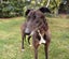 STUNNING SAM - RISING 4 YEAR OLD RETIRED GREYHOUND BOY Carousel 2