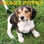 Beagle Puppies 2026 12 X 12 Wall Calendar by Willow Creek Press - Carousel 1