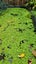 Azolla (Water Fern / Floating Fern / Mosquito Fern) Natural Pond Cover Carousel 1