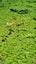 Azolla (Water Fern / Floating Fern / Mosquito Fern) Natural Pond Cover Carousel 2