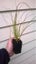 Carex Testacea x 50 Carousel 1