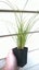 Carex Testacea x 50 Carousel 2