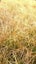 Carex Testacea x 50 Carousel 3