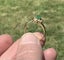 14k Gold Emerald and Diamond ring Carousel 6