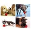 Free city shipping -1 pc Indestructible Rubber Dog Chew Ball - Large #EC104 Carousel 3