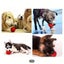 Free city shipping -1 pc Indestructible Rubber Dog Chew Ball - Large #EC104 Carousel 4