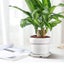 Textured Ceramic Planter ( Only Pot) 15.4cm - Desk & Indoor Use Carousel 4