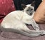 Lost Tonkinese Cat - Lake Hawea Carousel 1