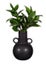 Sass & Belle: Amphora Jug Vase - Black (Small) Carousel 1