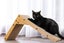 Pawever Pets Wall Mount Cat Scratcher with Ball Toy Carousel 2