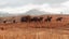 Red Dead Redemption 2 Carousel 2