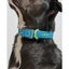 Wild One: Extra Large Collar - Teal / Navy / Limeade Carousel 3