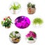 USB Powered Full Spectrum LED Plant Growth Phyto Lamp Carousel 10