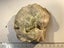 Prehnite + epidote with thulite? and clinozoisite ? Carousel 6