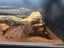 Bearded dragon and terrarium Carousel 7