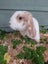 Mini Lop Bunnies - Rescued Rabbits Carousel 5