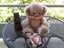 "MARSHMELLOW" RARE 2001 MERRYTHOUGHT CHEEKY YES-NO BEAR PINK MOHAIR 12/500 Carousel 1