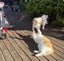 Meet Yogurt the cat and Penny the dog — two adorable 3-year-old best friends Carousel 1