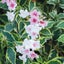 WEIGELA FLORIDA 'VARIEGATA' Carousel 2