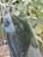 semi Nephrite greenstone killing weapon Slab 46cm Carousel 7