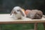 very cute Pure Bred mini Lops Carousel 1