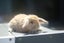 very cute Pure Bred mini Lops Carousel 8