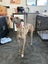 Scotty (Scheffler) 5 yr old retired greyhound Carousel 3