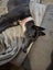 Nelly (Thrilling Nelly) 3yr old retired greyhound **NEW PLYMOUTH based** Carousel 3