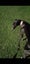 Nelly (Thrilling Nelly) 3yr old retired greyhound **NEW PLYMOUTH based** Carousel 5