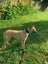 Gigi (Opawa Girls Get) 7 yr old retired greyhound **NEW PLYMOUTH based** Carousel 1
