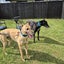 Gigi (Opawa Girls Get) 7 yr old retired greyhound **NEW PLYMOUTH based** Carousel 6