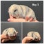 Purebred Mini Lops - gorgeous colours Carousel 3