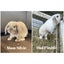 Purebred Mini Lops - gorgeous colours Carousel 8
