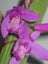 Bletilla striata Chinese ground orchid or hyacinth orchid Carousel 1
