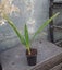 Bletilla striata Chinese ground orchid or hyacinth orchid Carousel 2