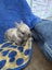 Purebred minilop baby rabbits Carousel 8