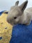 Purebred minilop baby rabbits Carousel 9